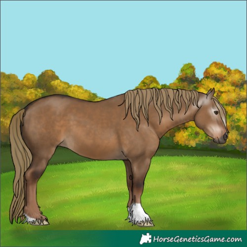 Horse Color:Gray Liver Red Dun 
