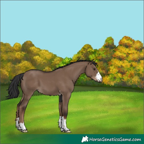 Horse Color:Liver Red Dun 