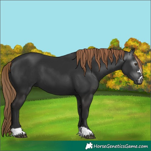 Horse Color:Gray Liver Chestnut 