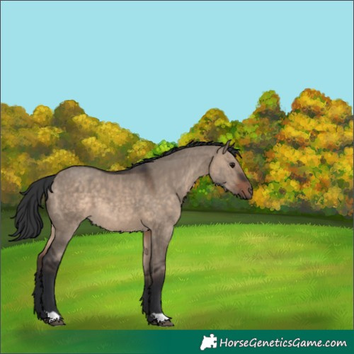 Horse Color:Brown Dun