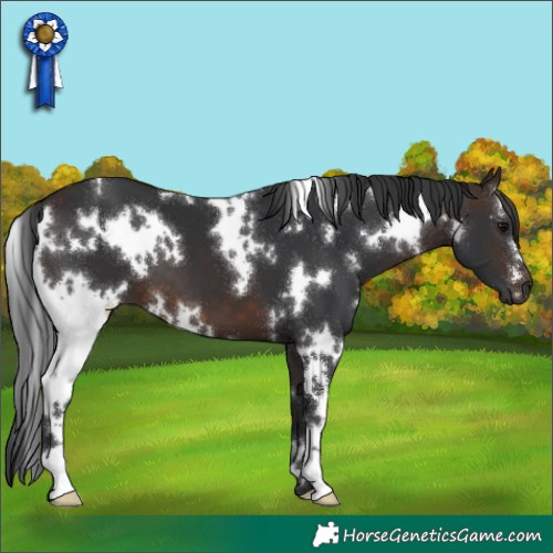Horse Color:White Spotted Brown 