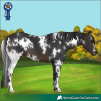 Horse Color:White Spotted Brown