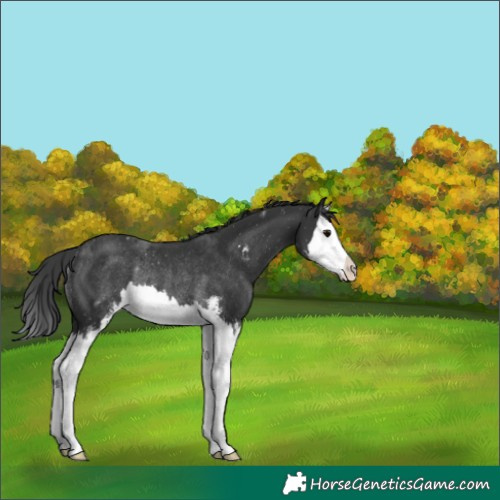 Horse Color:Black Sabino Splash Rabicano 