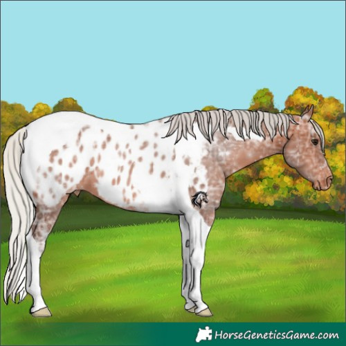 Horse Color:Silver Brown Ice Tobiano Appaloosa 