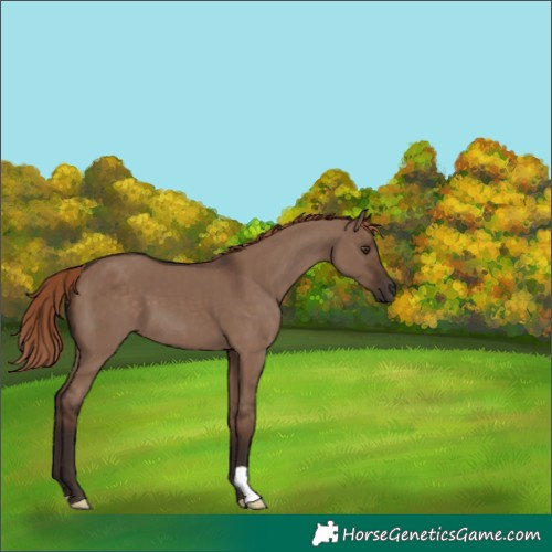 Horse Color:Liver Red Dun
