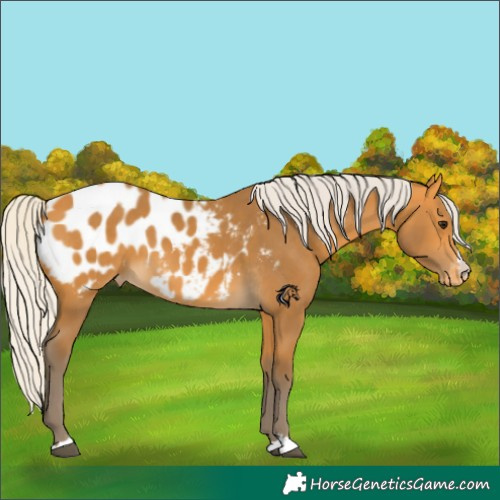Horse Color:Silver Buckskin Appaloosa 