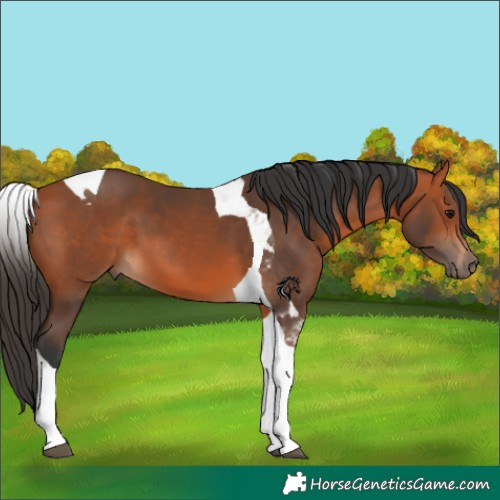 Horse Color:Bay Tobiano 
