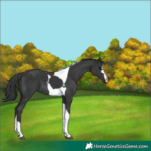 Horse Color:Black Tobiano 