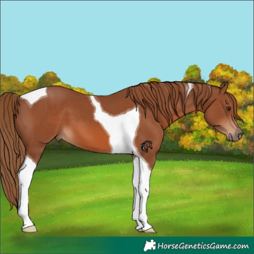 Horse Color:Chestnut Tobiano
