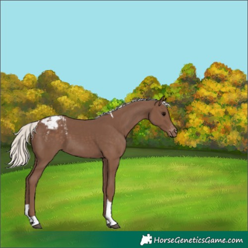 Horse Color:Silver Black Tobiano Snowcap