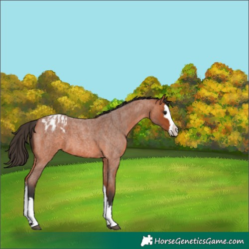 Horse Color:Bay Roan Splash Blanket 