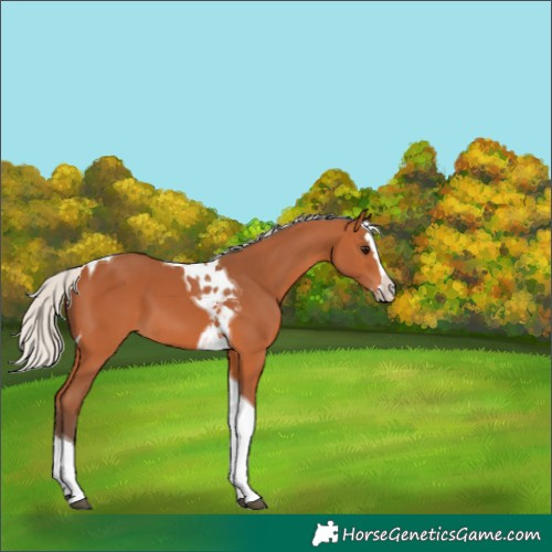 Horse Color:Silver Bay Splash Tobiano