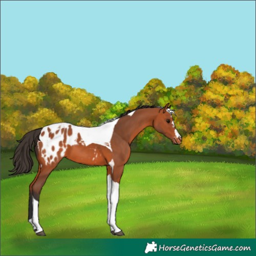 Horse Color:Bay Tobiano Blanket 