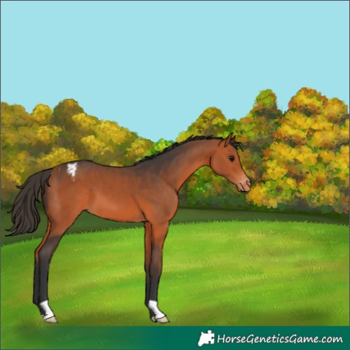 Horse Color:Bay Varnish