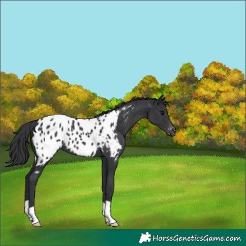 Horse Color:Black Near Leopard