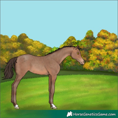 Horse Color:Sable Champagne Varnish