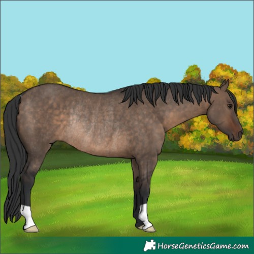 Horse Color:Brown Dun Rabicano 