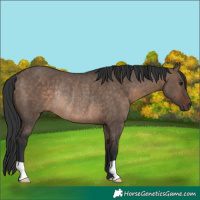 Horse Color:Brown Dun Rabicano 