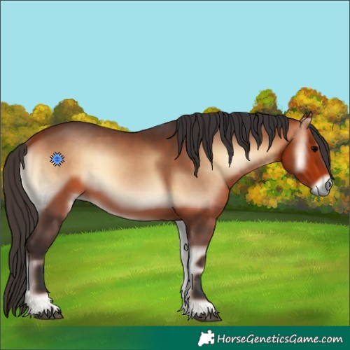 Horse Color:Bay Onyx 