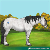 Horse Color:Platinum Grullo Roan Onyx 