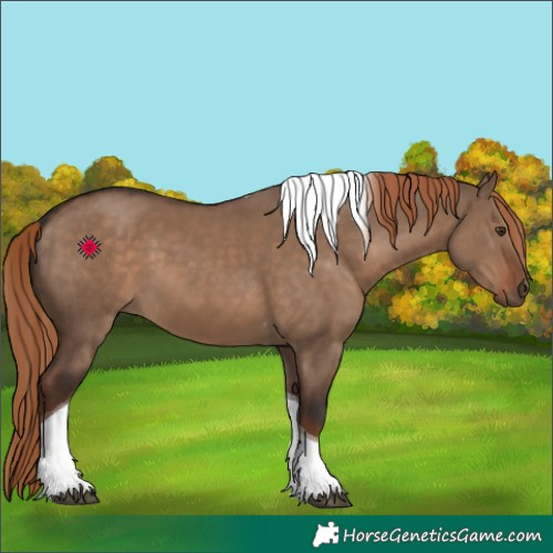 Horse Color:Liver Red Dun Tobiano
