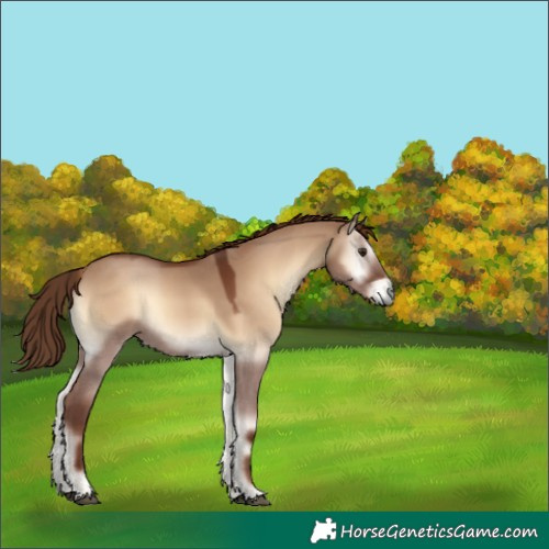 Horse Color:Red Dun Onyx