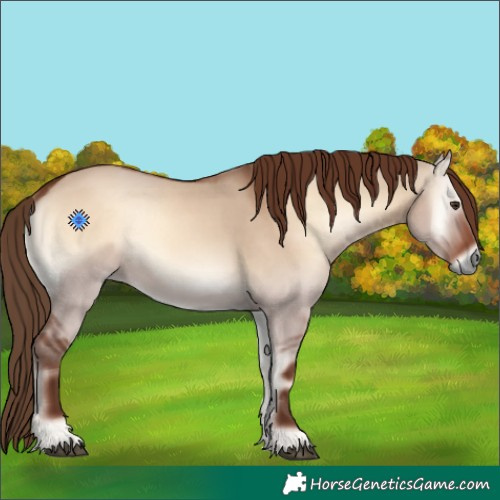Horse Color:Red Dun Onyx 