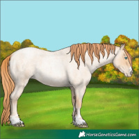 Horse Color:Amber Champagne Roan Pearl