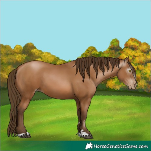 Horse Color:Gray Bay Pearl