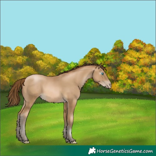 Horse Color:Gray Buckskin Pearl