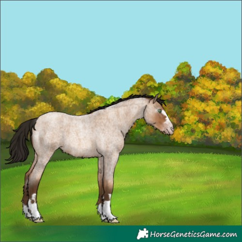 Horse Color:Gray Amber Champagne Roan 