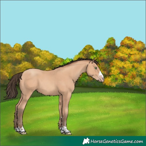 Horse Color:Amber Champagne