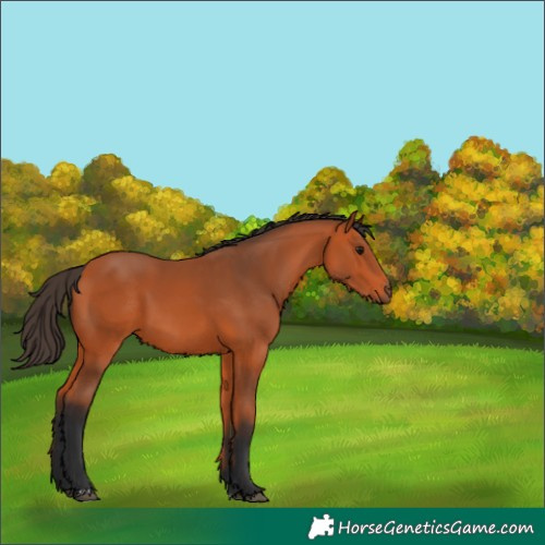 Horse Color:Bay 