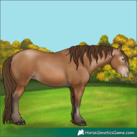 Horse Color:Gray Bay Pearl