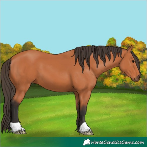 Horse Color:Bay 