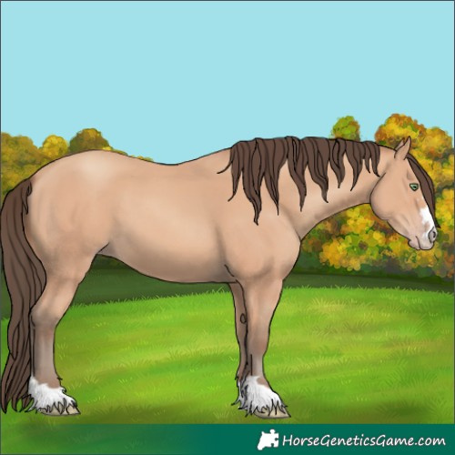 Horse Color:Amber Champagne