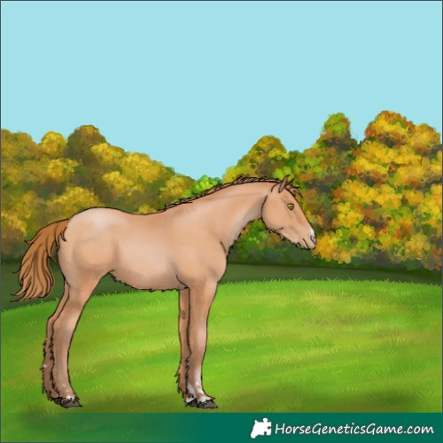 Horse Color:Bay Pearl 