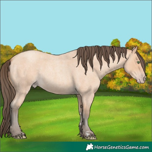Horse Color:Amber Champagne Roan 