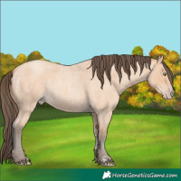 Horse Color:Amber Champagne Roan