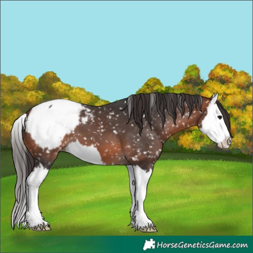 Horse Color:Brown Splash Snowcap 