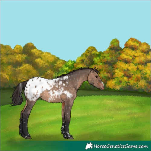 Horse Color:Brown Dun Appaloosa 
