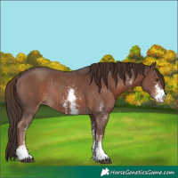 Horse Color:Liver Chestnut Sabino Varnish Rabicano 