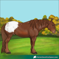 Horse Color:Chestnut Snowcap