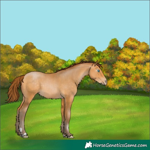 Horse Color:Gray Buckskin Pearl 