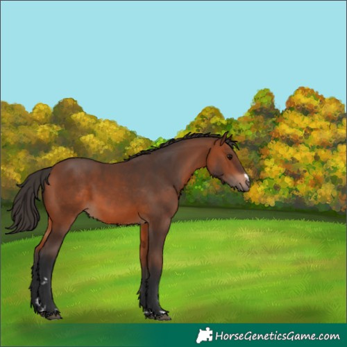 Horse Color:Bay 