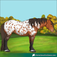 Horse Color:Bay Appaloosa