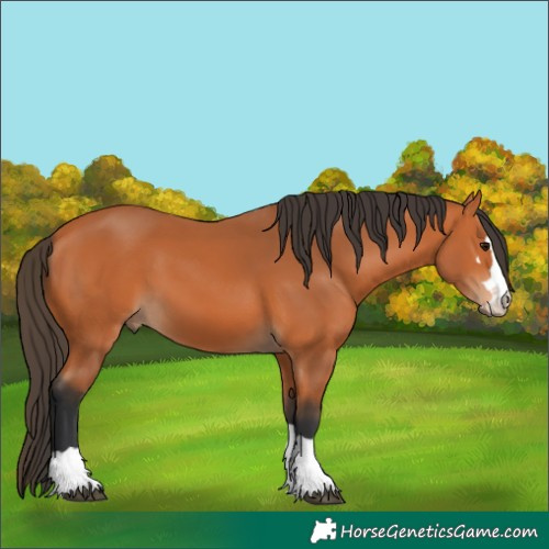 Horse Color:Bay 