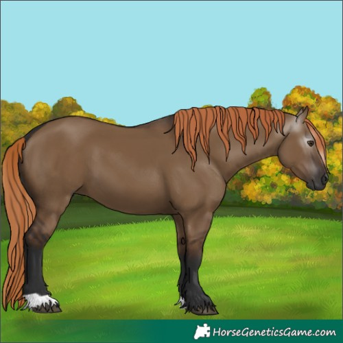 Horse Color:Gray Liver Red Dun 