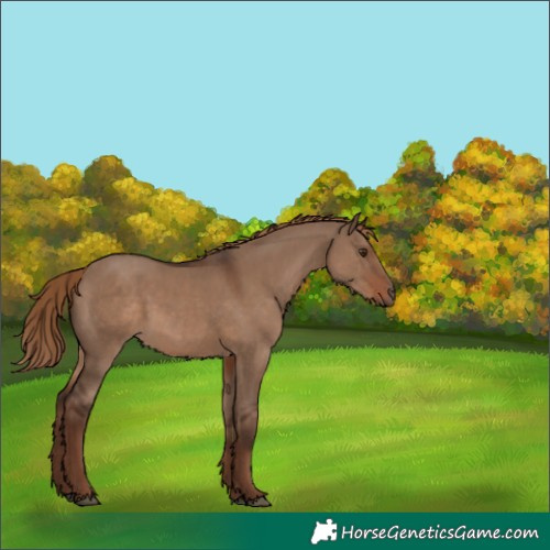 Horse Color:Liver Red Dun 