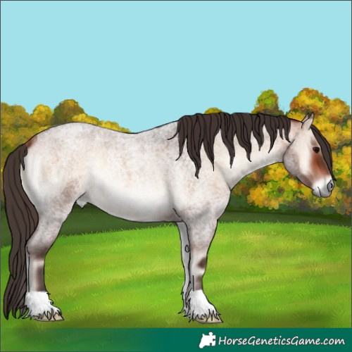 Horse Color:Bay Roan Onyx
